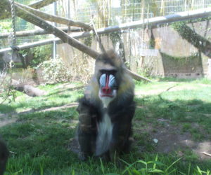 Christine ~ Portland Zoo ~ Go There