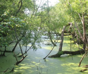 Christine ~ Outer Banks Nature Trail ~ Beautiful Scenery